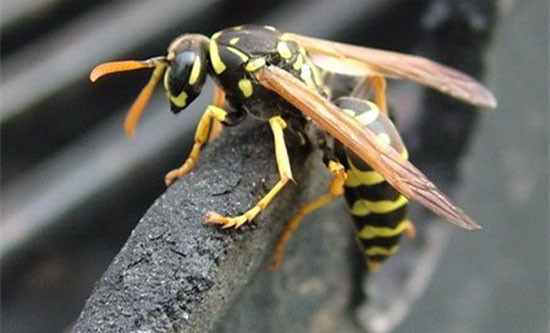 Ong vò vẽ trưởng thành được người dân dùng để ngâm rượu có tác dụng trị đau xương khớp, nhức mỏi.