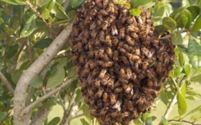 Khi bị ong đốt thì tùy theo số lượng nhát đốt mà có thể gây sốc phản vệ, suy gan, suy thận, rối loạn đông máu…