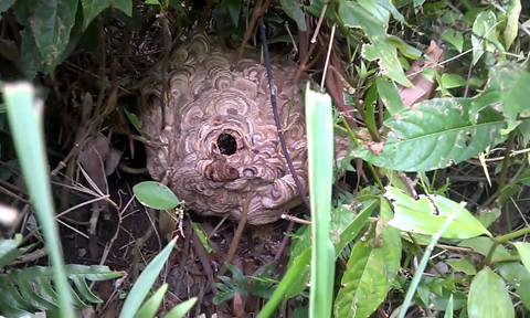 Ong vò vẽ có độc tính rất cao. Nếu bị ong vò vẽ đốt, nhẹ thì gây tổn thương da, sưng, nặng thì có thể gây tử vong. Ở nước ta, ong vò vẽ khá phổ biến. Nó được chia thành hai nhóm: loại nhỏ (thích sống gần hơi ấm của con người và gia súc) và loại to (thường làm tổ xa nhà và nơi thả gia súc).