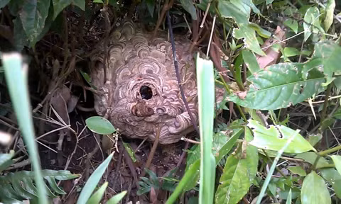 Ong vò vẽ có độc tính rất cao. Nếu bị ong vò vẽ đốt, nhẹ thì gây tổn thương da, sưng, nặng thì có thể gây tử vong. Ở nước ta, ong vò vẽ khá phổ biến. Nó được chia thành hai nhóm: loại nhỏ (thích sống gần hơi ấm của con người và gia súc) và loại to (thường làm tổ xa nhà và nơi thả gia súc).