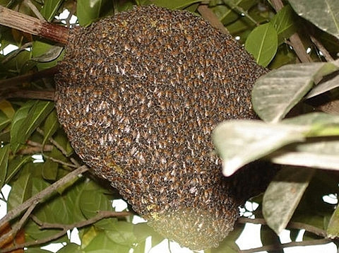 Loài o­ng vò vẽ thường đốt người thuộc loại Vespa affini, loại o­ng này thường có mặt tại Việt Nam, Myanmar, Lào, Philippnine và Indonesia.