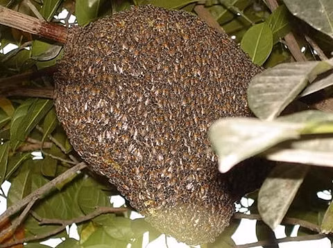 Loài o­ng vò vẽ thường đốt người thuộc loại Vespa affini, loại o­ng này thường có mặt tại Việt Nam, Myanmar, Lào, Philippnine và Indonesia.