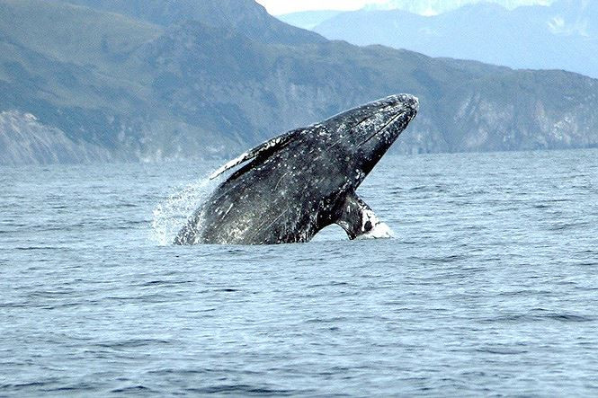 8. Cá voi xám - chiều dài: 15m.