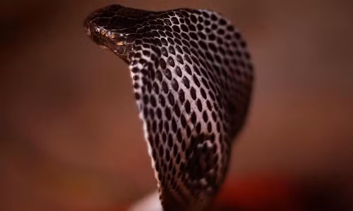 Bi ran ho mang can, nguoi dan ong dung toi 28 loai thuoc giai