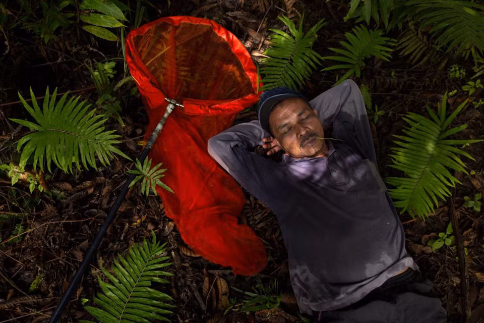 Có những thợ săn bướm trên đảo Sulawesi đã dành phần lớn cuộc đời cho công việc gian khổ, hiểm nguy này. Họ thường trải qua các chuyến đi hàng tháng trời liền, qua hàng trăm dặm. Trong nhiều thập kỷ, một mạng lưới kết nối người cung cấp thông tin, người vận chuyển, người săn bướm ở khu vực rừng núi địa phương với các nhà sưu tập bướm trên toàn cầu được thiết lập.