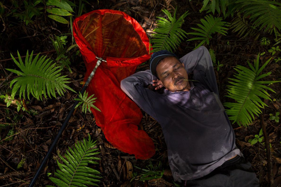 Có những thợ săn bướm trên đảo Sulawesi đã dành phần lớn cuộc đời cho công việc gian khổ, hiểm nguy này. Họ thường trải qua các chuyến đi hàng tháng trời liền, qua hàng trăm dặm. Trong nhiều thập kỷ, một mạng lưới kết nối người cung cấp thông tin, người vận chuyển, người săn bướm ở khu vực rừng núi địa phương với các nhà sưu tập bướm trên toàn cầu được thiết lập.