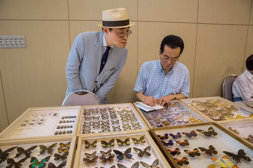 Tuy nhiên một thực tế phũ phàng là chỉ những chú bướm tinh tế bên dưới lớp kính trưng bày trao đến tay các nhà sưu tập mới có giá trị hàng nghìn USD, thậm chí là một mức giá... trên trời. Trong khi đó, những người săn bướm tại đảo Sulawesi chỉ được trả vài xu ít ỏi cho mỗi con.