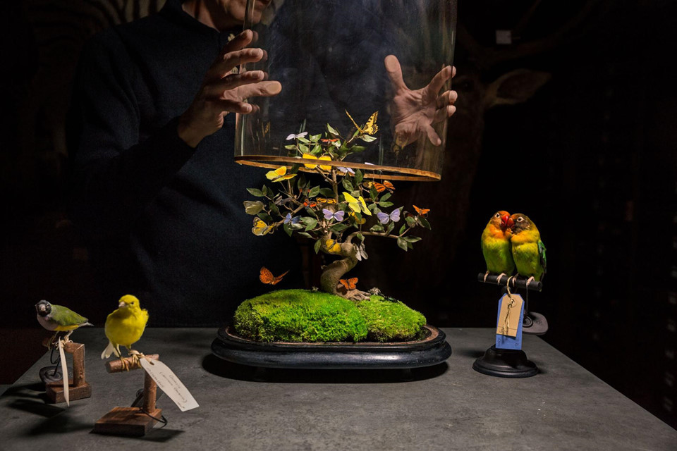 Từ năm 1831, phong trào sưu tầm mẫu vật bướm sặc sỡ, sống động bắt đầu dấy lên ở châu Âu, khi cửa hàng thú nhồi Deyrolle tại Paris trưng bày những sản phẩm tự nhiên tinh tế thu hút sự quan tâm của nhiều người. Hiện việc thu thập mẫu vật bướm khá phổ biến ở Nhật Bản. Châu Á, châu Phi và châu Mỹ là những nguồn cung cho các đại lý mua bán, các nhà sưu tập bướm trên toàn thế giới.