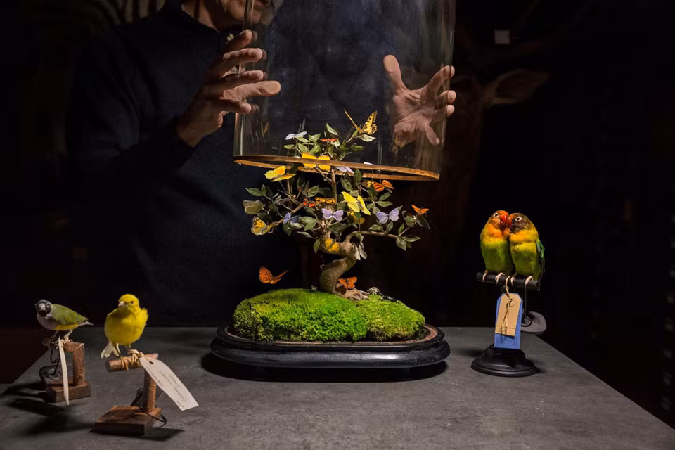 Từ năm 1831, phong trào sưu tầm mẫu vật bướm sặc sỡ, sống động bắt đầu dấy lên ở châu Âu, khi cửa hàng thú nhồi Deyrolle tại Paris trưng bày những sản phẩm tự nhiên tinh tế thu hút sự quan tâm của nhiều người. Hiện việc thu thập mẫu vật bướm khá phổ biến ở Nhật Bản. Châu Á, châu Phi và châu Mỹ là những nguồn cung cho các đại lý mua bán, các nhà sưu tập bướm trên toàn thế giới.