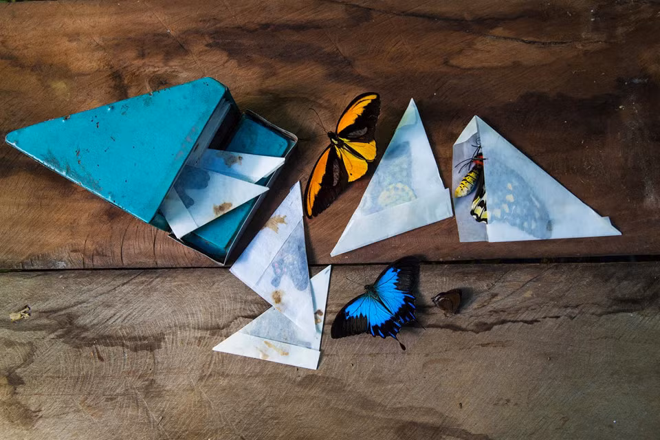 Thuộc họ Bướm phượng, những chú bướm papilio blumei nổi tiếng với màu xanh sáng độc đáo, nổi bật trên nền cánh nhung đen huyền hiếm gặp trong tự nhiên. Loài bướm này chỉ có thể được tìm thấy ở Sulawesi, một đảo lớn của xứ vạn đảo Indonesia, vì thế đây là một trong những niềm tự hào của địa phương.