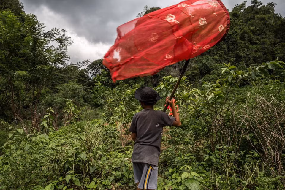 Các "tay" mua bán bướm cũng thường sử dụng trẻ em trên đảo Sulawesi Indonesia cho việc tìm và bẫy bướm. Được trang bị lưới tơ, những đứa trẻ này làm việc từ sáng đến tận chiều hôm sau, tức khoảng thời gian côn trùng hoạt động mạnh nhất, như những người lớn thực thụ.