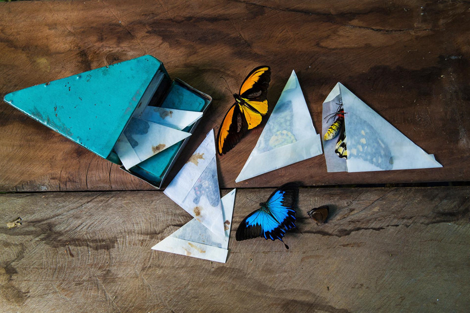 Thuộc họ Bướm phượng, những chú bướm papilio blumei nổi tiếng với màu xanh sáng độc đáo, nổi bật trên nền cánh nhung đen huyền hiếm gặp trong tự nhiên. Loài bướm này chỉ có thể được tìm thấy ở Sulawesi, một đảo lớn của xứ vạn đảo Indonesia, vì thế đây là một trong những niềm tự hào của địa phương.