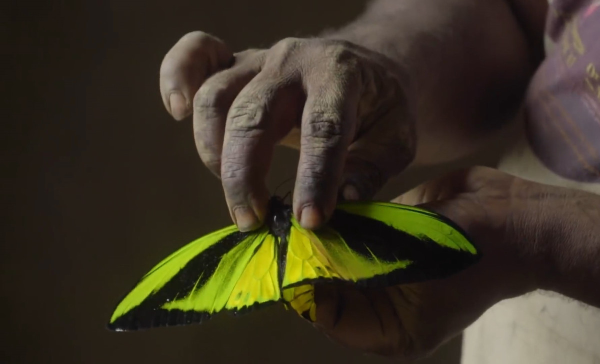 Trên thực tế, quy định của Indonesia về việc săn bắt, buôn bán hay xuất khẩu bướm khá phức tạp và có những ngoại lệ khác nhau. Tùy trường hợp cụ thể, người ta mới có thể kết luận việc làm là hợp pháp hay bất hợp pháp. Tuy nhiên chắc chắn rằng, săn bắt bướm papilio blumei trong vườn quốc gia Bantimurung Bulusaraung là bất hợp pháp.