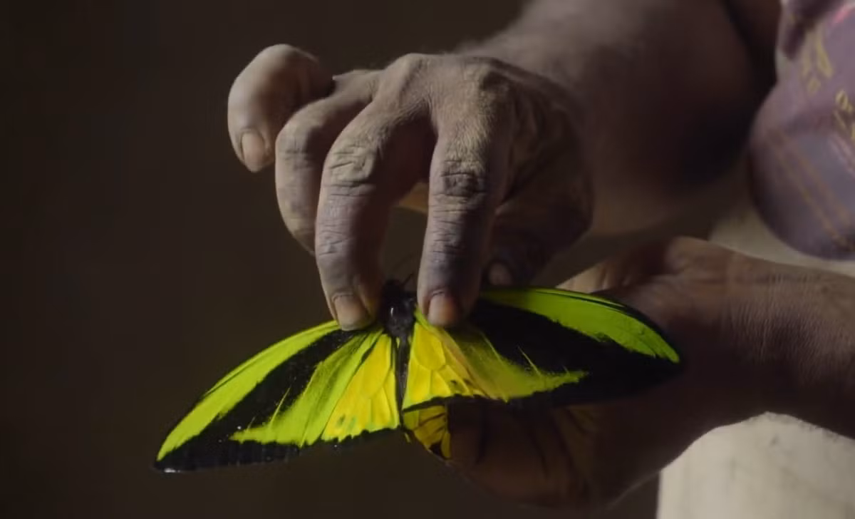 Trên thực tế, quy định của Indonesia về việc săn bắt, buôn bán hay xuất khẩu bướm khá phức tạp và có những ngoại lệ khác nhau. Tùy trường hợp cụ thể, người ta mới có thể kết luận việc làm là hợp pháp hay bất hợp pháp. Tuy nhiên chắc chắn rằng, săn bắt bướm papilio blumei trong vườn quốc gia Bantimurung Bulusaraung là bất hợp pháp.