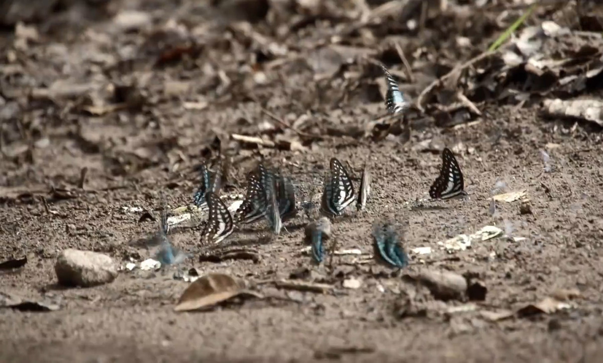 Công việc săn bắt bướm không hề dễ dàng, có lúc phải đuổi theo đàn bướm vào sâu trong những cánh rừng xa xôi. Ví dụ, loài bướm papilio blumei chỉ sống ở một độ cao nhất định. Muốn bắt được chúng, người ta phải chinh phục những vách đá, thác ghềnh dốc đứng, ẩm ướt nhiều rủi ro. Điều này lý giải vì sao trên thị trường "chợ đen", một số mẫu bướm quý trị giá lên đến cả nghìn USD.