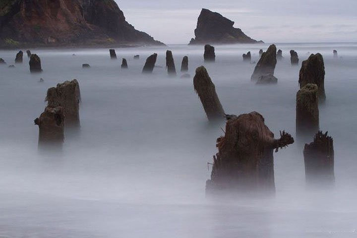 Bằng cách đo tuổi vòng gỗ ngoài cùng, đo niên đại carbon, các nhà khoa học có thể xác định được thời điểm cây chết. Kết quả cho thấy, một số cây có niên đại tới 2000 năm tuổi. Cây có độ cao khoảng 45-60m. (Ảnh Pinterest).