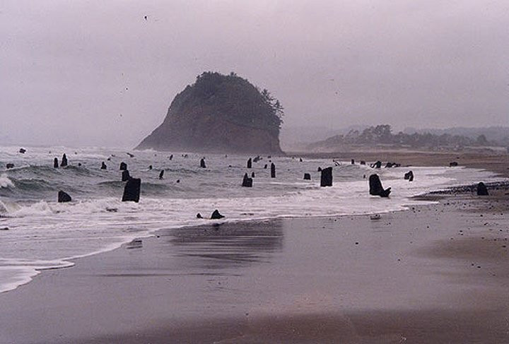 Không chỉ một vài gốc mà tại đây xuất hiện hàng trăm gốc cây ước tính hàng ngàn năm tuổi trải dài gần 1km. Và nguồn gốc của chúng khiến các nhà nghiên cứu sửng sốt. (Ảnh Shareoregon).