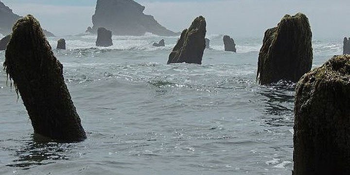 Từ đó, "khu rừng ma" đã trở thành một vật cố định trên bãi biển. (Ảnh Tillamook Coast).
