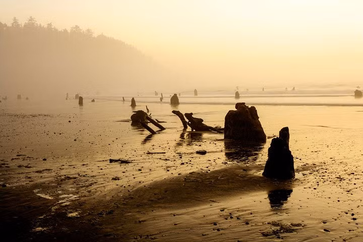 Theo kết luận của các nhà khoa học, dựa vào các vòng trên gốc cây rừng ma sống vào cuối năm 1699, nhưng đến năm 1700, trận động đất kèm sóng thần cường độ lớn ập vào bờ biển Oregon nhấn chìm rừng vân sam trong biển cát. (Ảnh Manzanita Vacation Rentals).