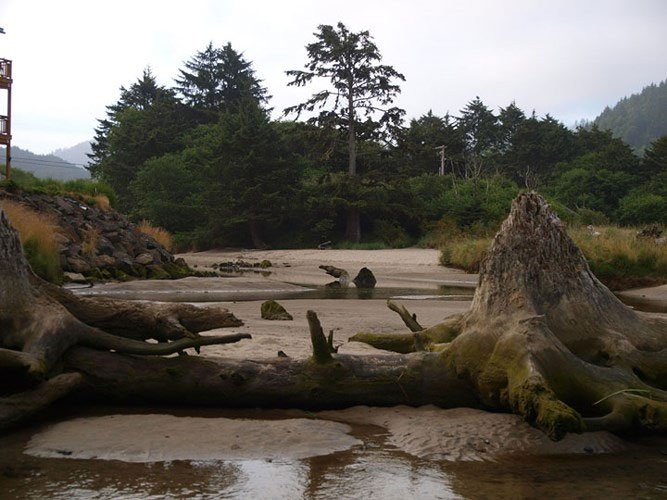 Hơn nữa, nhờ bùn cát đã giữ gốc cây không bị phân hủy. (Ảnh Pacific Northwest Photoblog).