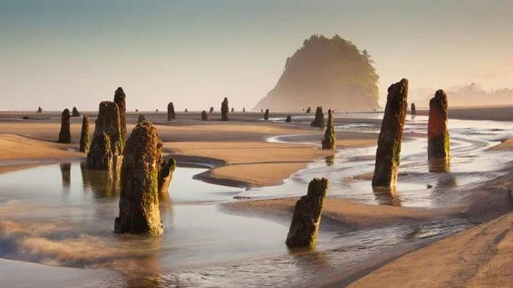 Trong gần 300 năm bị chôn vùi dưới cát, mùa đông 1997-1998, khi một cơn bão dữ dội tràn vào bờ biển Oregon, một phần những gốc cây của “khu rừng ma” trồi lên mặt nước. (Ảnh Pinterest).