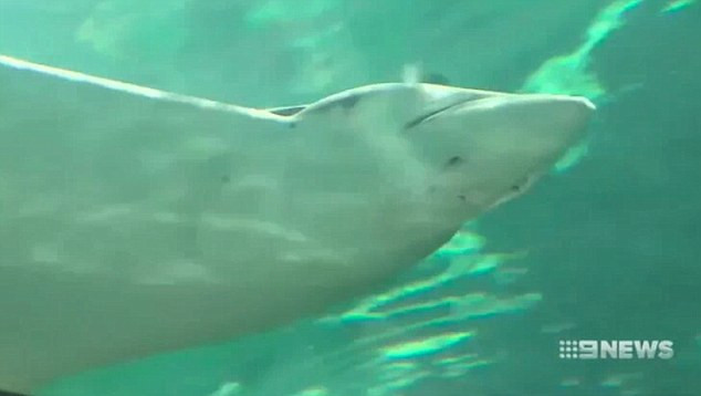 Hiem la ca duoi cai chua an ai da sinh con-Hinh-2