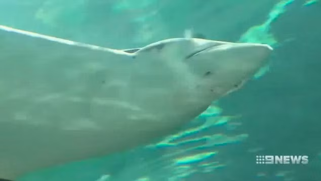 Hiem la ca duoi cai chua an ai da sinh con-Hinh-2