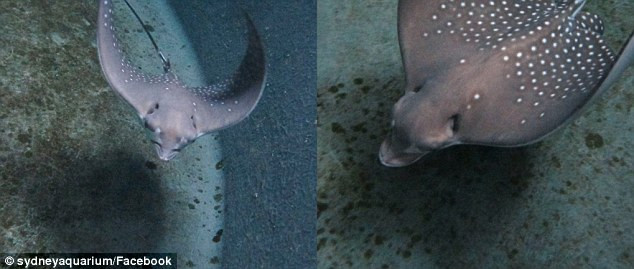 Hiem la ca duoi cai chua an ai da sinh con-Hinh-3