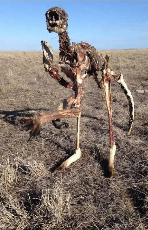 Ông Len cho biết việc gia súc chết trong suốt tuần qua khi hạn hán kéo dài là chuyện quá đỗi bình thường. Tuy nhiên, kangaroo chết vì nguyên nhân này và còn nguyên vẹn bộ xương lại là chuyện khá hiếm gặp, bởi cáo và các loài động vật hoang dã thường khiến xương của những con vật xấu số phân tán, rải rác khắp bãi cỏ.