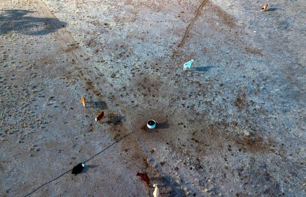 Các bể chứa nước tại nông trại đều cạn kiệt, mùa màng thất bát khiến nhiều nông dân phải bán gia súc của họ đi.