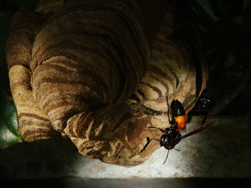 Giống như ong mật, ong vò vẽ đốt là một dạng tự vệ. Nếu ong vò vẽ cảm thấy bị đe dọa hay tổ của chúng bị quấy rầy, sẽ làm cho chúng rất hung hăng và khiêu khích chúng đốt.