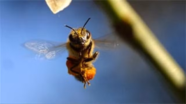 Ong vò vẽ có tập tính làm tổ lộ thiên, trên các cành cây, bụi cây, thậm chí làm tổ trong mái nhà. Khi bị ong vò vẽ đốt thì tùy thuộc vào số lượng vết chích mà nạn nhân có thể bị sốc phản vệ, suy gan, rối loạn đông máu, suy thận… thậm chí tử vong.