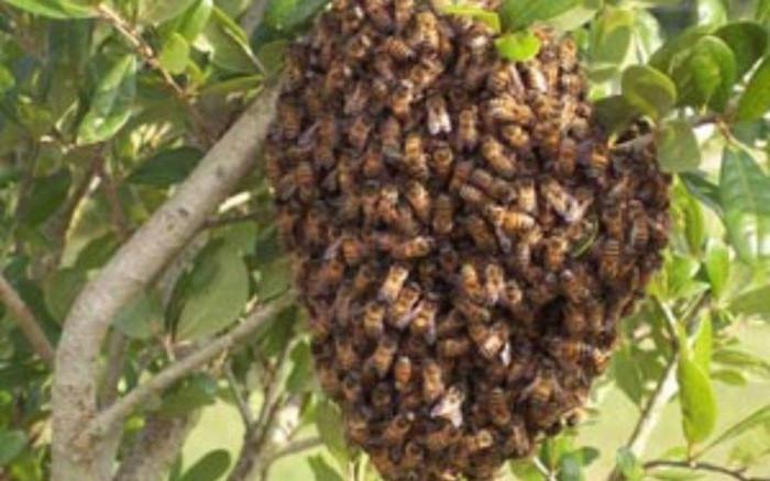 Ngoài nọc độc đáng sợ, ong vò vẽ còn nhiều điều thú vị, chẳng hạn như nghiên cứu cho thấy ong vò vẽ có thể ước lượng khoảng thời gian rất chính xác. Chuyên gia côn trùng đã quan sát thấy chúng thè lưỡi với nhịp điệu gần như hoàn hảo – một kỹ năng hữu ích trong tự nhiên khi thu thập mật hoa.