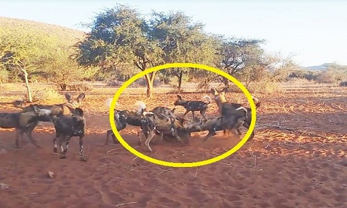 Dan cho hoang cung nhau xe xac lon rung