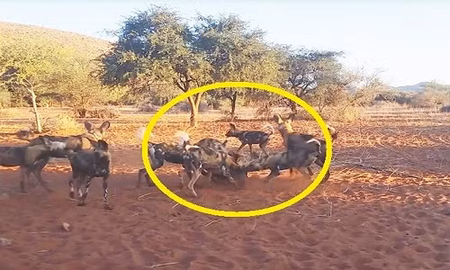 Dan cho hoang cung nhau xe xac lon rung