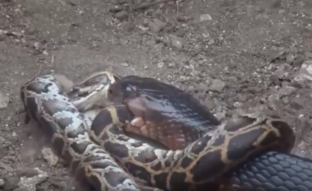 Dai chien song con giua ran ho mang va tran gam