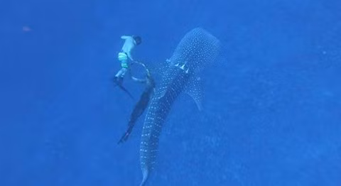 Can canh giai cuu ca map voi bi day thung that co