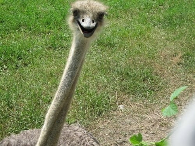 Nụ cười ngạc nhiên của một chú đà điểu châu Phi./.