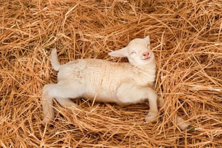 Bất cứ ai cũng đều thấy xiêu lòng trước khuôn mặt bình yên và tràn ngập hạnh phúc của chú cừu này.