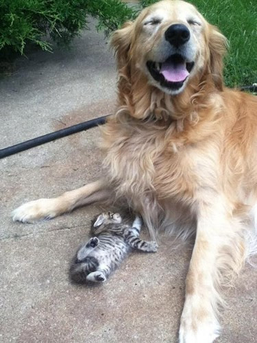 Nụ cười sảng khoái "quên trời đất" của chú chó vàng trước trò đùa của bé mèo bên dưới.