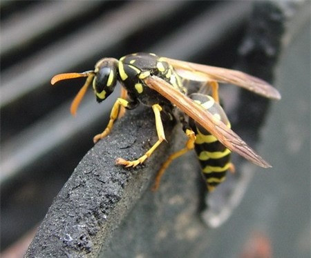 Ngoài 2 người đã tử vong, mới đây, bệnh viện Nhi đồng TP Cần Thơ vừa chuyển cấp cứu 2 bệnh nhi 6 và 7 tuổi bị ong vò vẽ đốt, gây suy thận cấp và tiên lượng nặng. O­ng vò vẽ đốt người đã gây nên thảm họa. Ong vò vẽ là loại ong vùng rừng núi rất độc và nguy hiểm. Nọc của loài ong này rất độc, gây tổn thương da và để lại vết thương, sẹo ở vùng bị đốt. Nó còn độc với cơ, thận, máu. Nọc độc ong vò vẽ còn có thể gây tử vong nếu như không được sơ cứu và cấp cứu kịp thời. Những gia súc lớn bị đốt nhiều nốt cũng có thể chết.