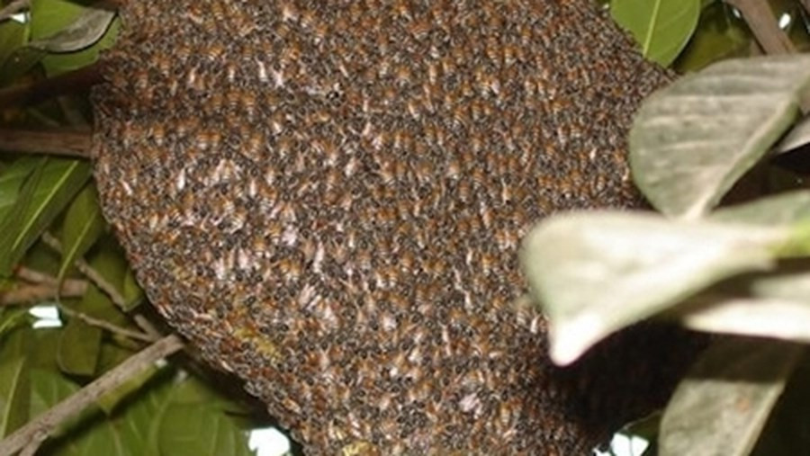 Nếu nạn nhân bị o­ng vò vẽ đốt đến bệnh viện quá muộn thường dễ có nguy cơ suy thận cấp, đa số đều bị hoại tử tế bào gan.