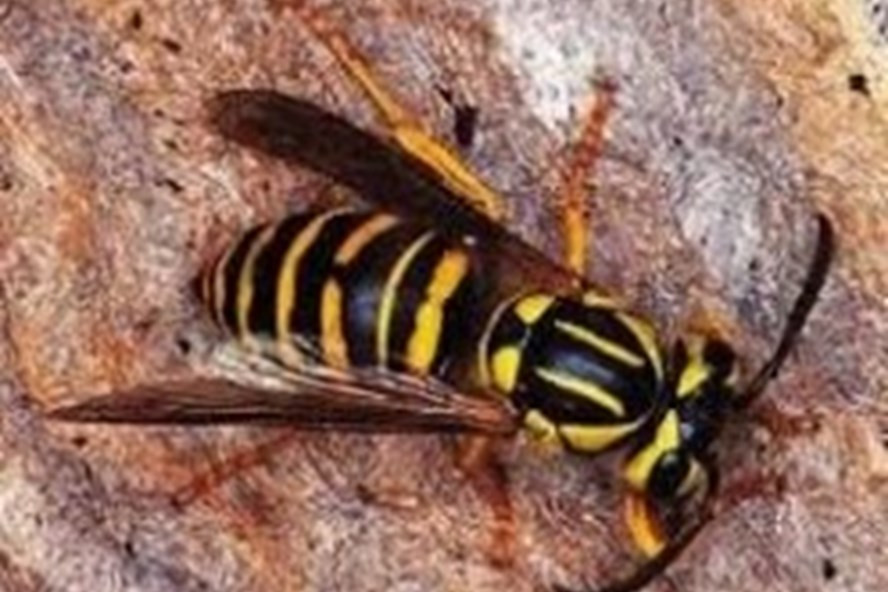 Tác dụng gây độc thường ghi nhận với các triệu chứng tại chỗ như sưng, đỏ, nóng, đau; tình trạng nhiễm độc ồ ạt đối với những trường hợp nạn nhân có trên 50 vết đốt, giống như choáng phản vệ; bị ly giải cơ vân, tán huyết.