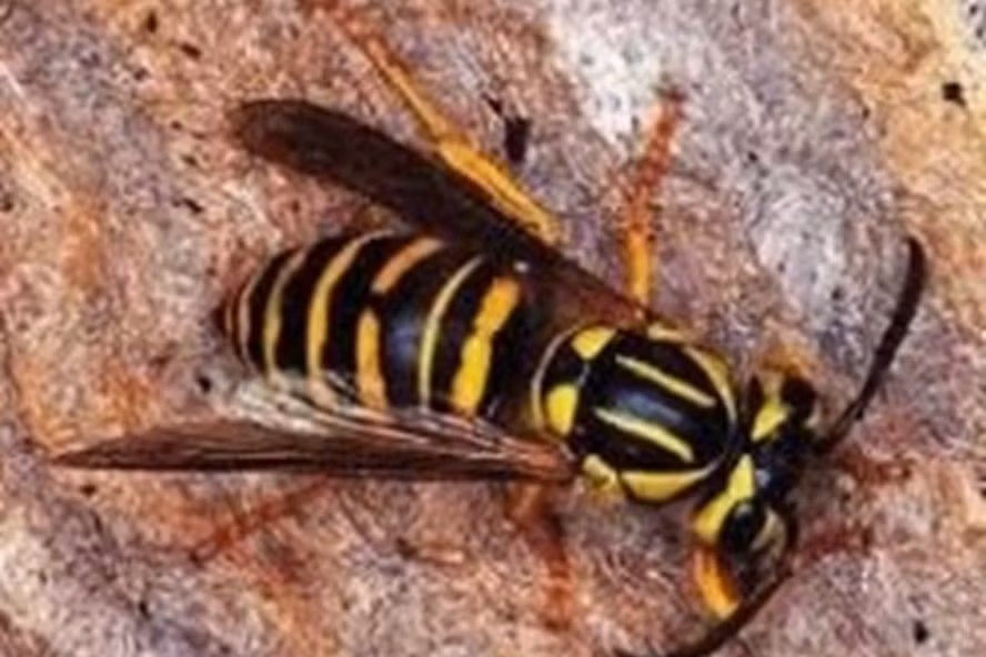 Tác dụng gây độc thường ghi nhận với các triệu chứng tại chỗ như sưng, đỏ, nóng, đau; tình trạng nhiễm độc ồ ạt đối với những trường hợp nạn nhân có trên 50 vết đốt, giống như choáng phản vệ; bị ly giải cơ vân, tán huyết.