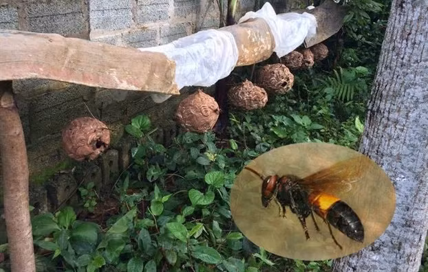 Các phản ứng dị ứng có thể nhẹ hoặc nặng, sốc phản vệ có thể xảy ra sớm sau 10-20 phút hay sau 4-8 giờ, đôi khi sau cả 36-72 giờ.