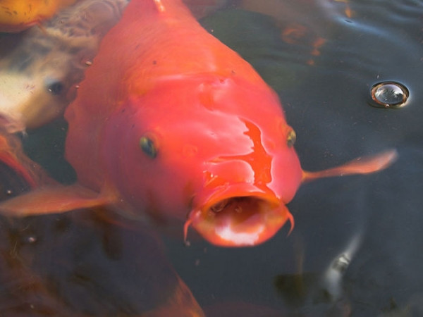 Cá Koi sống rất thọ, một "cụ" cá Koi ở Nhật Bản tên Hanako đã sống 226 năm, chết vào năm 1977.