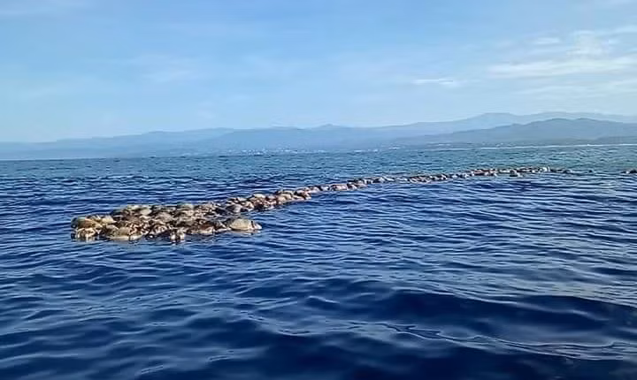 Bi an hang tram rua bien Golfinas chet troi-Hinh-2