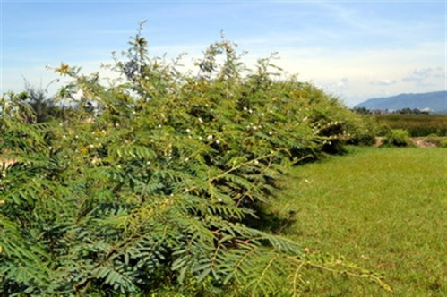 Hiện nay, tại Thừa Thiên-Huế và một số vùng khác của Việt Nam, người ta đang cố gắng kìm hãm sự phát triển của loài cây gây hại này, để bảo vệ cho các hệ sinh thái hiện tại.