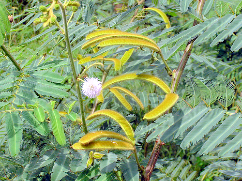 Đây là loài thực vật hoang dại rất nguy hiểm, ngoài mức độ gây hại, làm thiệt hại về kinh tế, tài nguyên rất lớn, mức chi phí để loại bỏ nó cũng không hề nhỏ.
