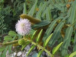 Cây trinh nữ đầm lầy, hay còn gọi là cây mai dương, trinh nam, mắt mèo, trinh nữ nâu, có tên khoa học là Mimosa pigra, là một loài thực vật thuộc chi chi Trinh nữ, phân họ Trinh nữ của họ Đậu. Loài này có nguồn gốc vùng nhiệt đới Nam Mỹ, có họ hàng với cây trinh nữ mọc rất nhiều ở Việt Nam.